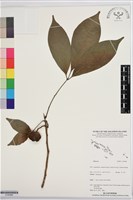 登錄號:S195966藏品圖，第1張