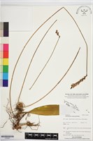 登錄號:S195967藏品圖，第1張