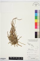 登錄號:S195968藏品圖，第1張