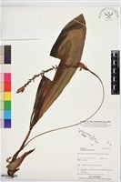 登錄號:S195969藏品圖，第1張