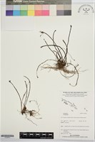 登錄號:S195974藏品圖，第1張