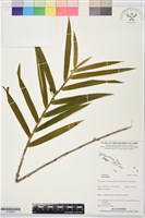 登錄號:S195976藏品圖，第1張