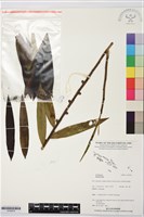 登錄號:S195978藏品圖，第1張