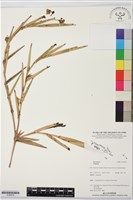 登錄號:S195979藏品圖，第1張