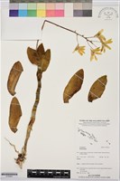 登錄號:S195981藏品圖，第1張