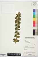 登錄號:S195982藏品圖，第1張