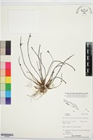 登錄號:S195983藏品圖，第1張