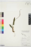 登錄號:S195984藏品圖，第1張