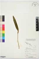 登錄號:S195985藏品圖，第1張