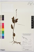 登錄號:S195986藏品圖，第1張