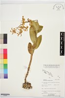 登錄號:S195989藏品圖，第1張