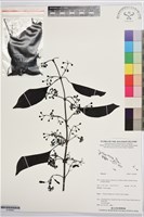 登錄號:S195991藏品圖，第1張