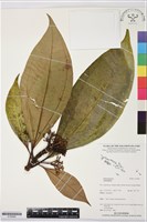 登錄號:S195992藏品圖，第1張