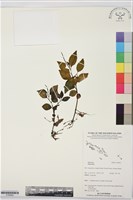 登錄號:S195993藏品圖，第1張