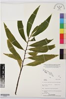 登錄號:S195994藏品圖，第1張