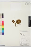 登錄號:S195998藏品圖，第1張