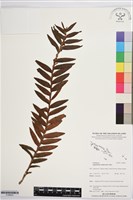 登錄號:S196003藏品圖，第1張