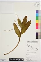 登錄號:S196005藏品圖，第1張