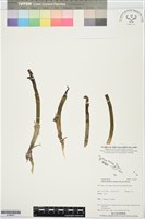 登錄號:S196007藏品圖，第1張