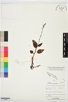 登錄號:S196008藏品圖，第1張