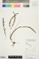 登錄號:S196009藏品圖，第1張