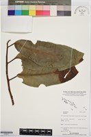 登錄號:S196011藏品圖，第1張