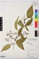 登錄號:S196012藏品圖，第1張