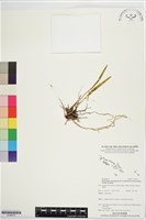 登錄號:S196015藏品圖，第1張