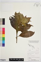 登錄號:S196016藏品圖，第1張