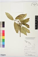 登錄號:S196018藏品圖，第1張