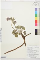 登錄號:S196123藏品圖，第1張