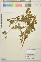 東亞唐松草藏品圖，第1張