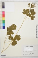 登錄號:S196233藏品圖，第1張