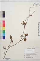 鉤柱毛茛藏品圖，第1張