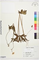 匍枝毛茛藏品圖，第1張