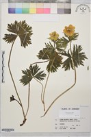 長白金蓮花藏品圖，第1張