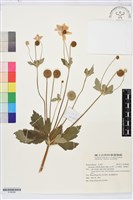 小白頭翁、野棉花藏品圖，第1張