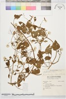 田代氏鐵線蓮藏品圖，第2張