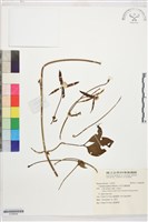 田代氏鐵線蓮藏品圖，第1張