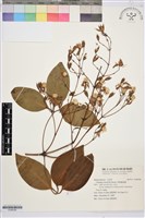 厚葉鐵線蓮藏品圖，第1張