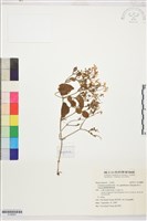 鵝鑾鼻鐵線蓮藏品圖，第1張