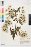 登錄號:S196949藏品圖，第1張