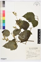 登錄號:S196958藏品圖，第1張