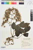 登錄號:S196962藏品圖，第1張