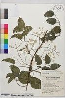 登錄號:S196965藏品圖，第2張