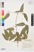 登錄號:S196976藏品圖，第1張