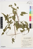 梨山小蓑衣藤藏品圖，第1張