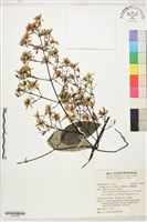 柱果鐵線蓮藏品圖，第1張