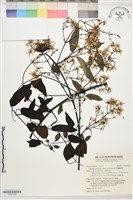 柱果鐵線蓮藏品圖，第1張