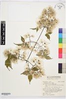 串鼻龍藏品圖，第1張